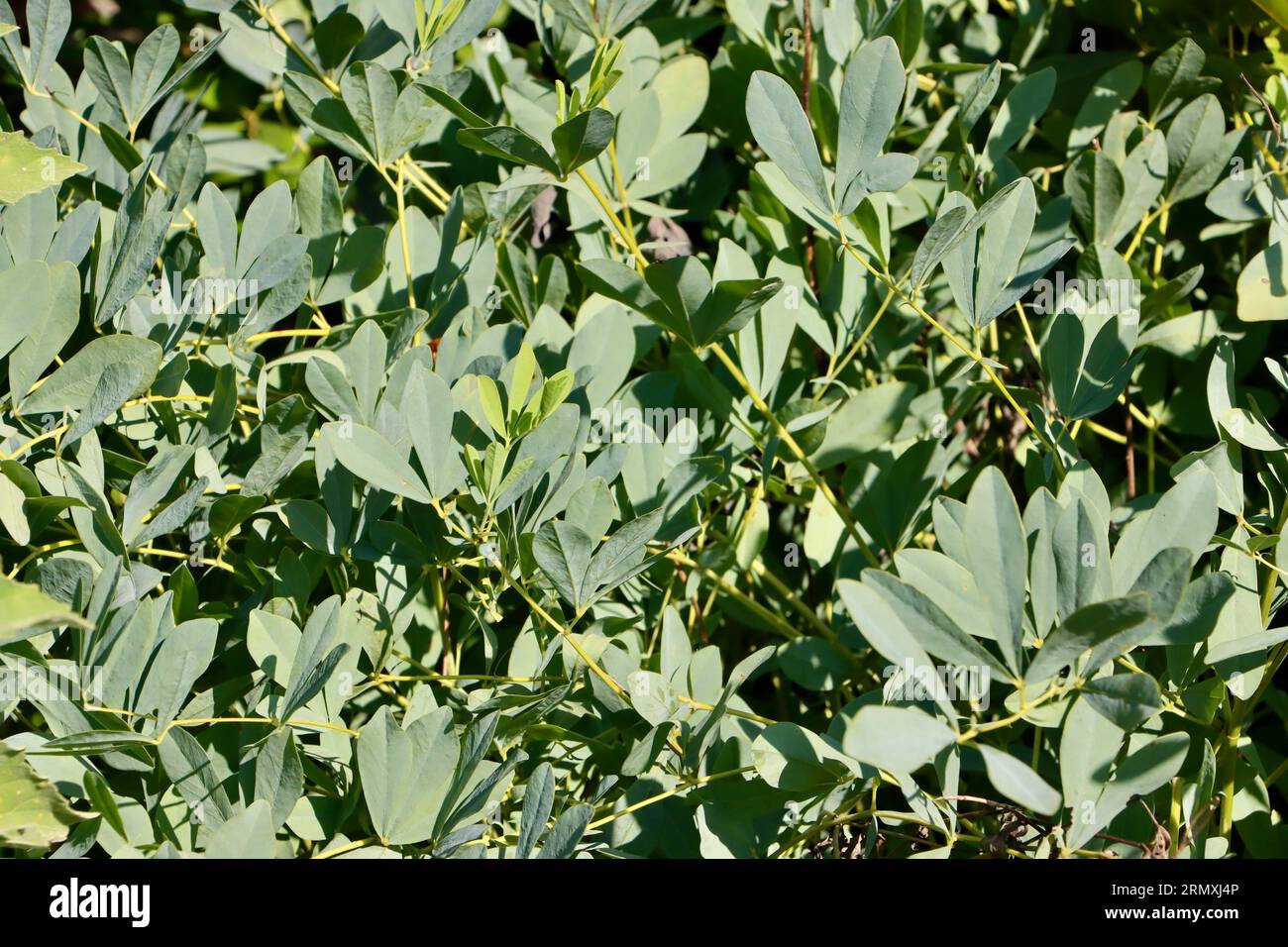 Foglie di falsa croce indaco, Baptisia australis, al Cleveland Botanical Garden, Cleveland, Ohio Foto Stock