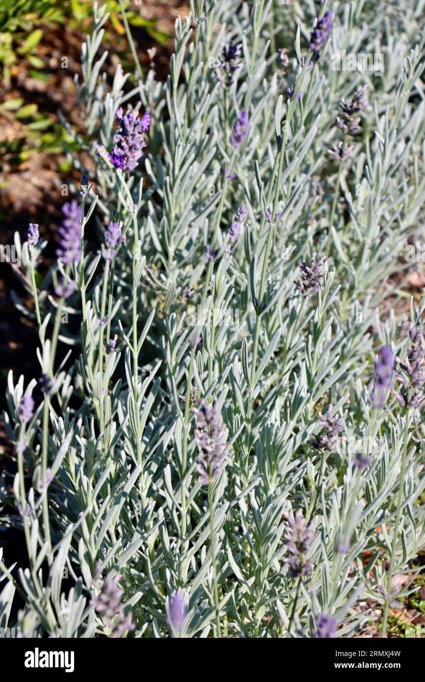Lavanda inglese, Lavandula angustifolia, Silver Mist al Cleveland Botanical Garden, Cleveland, Ohio Foto Stock