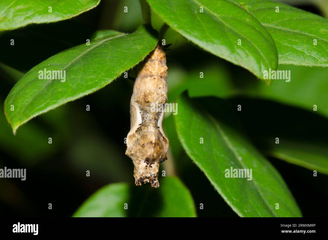 Fritillary del Golfo, Dione incarnata, pupa Foto Stock