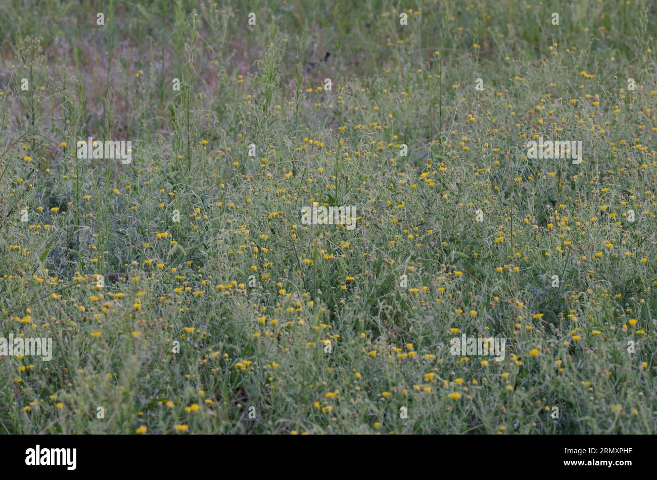 Camphorweed, Heterotheca subaxillaris Foto Stock