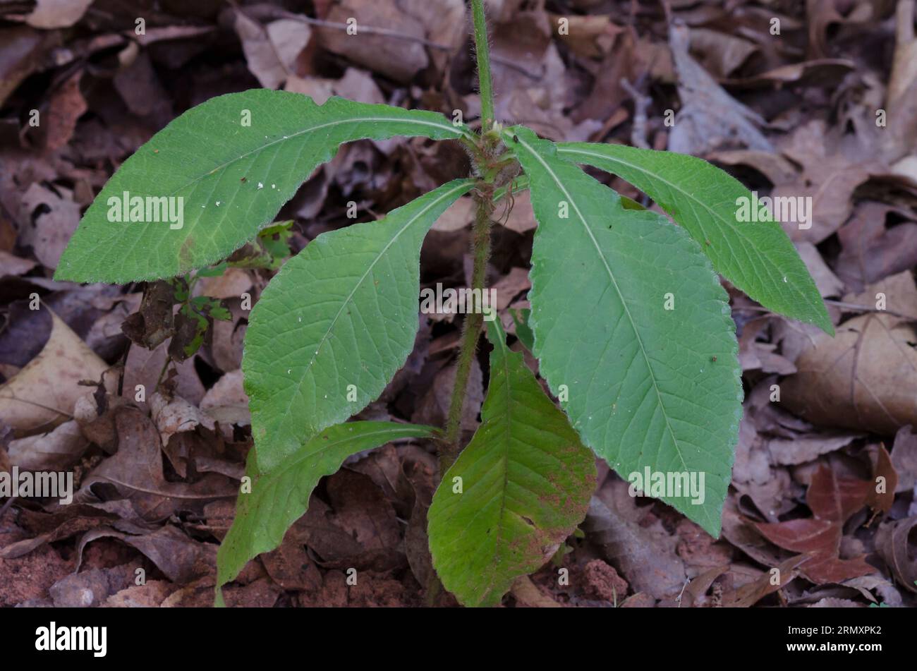 Carolina Elephantsfoot, Elephantopus carolinianus, rosetta basale Foto Stock