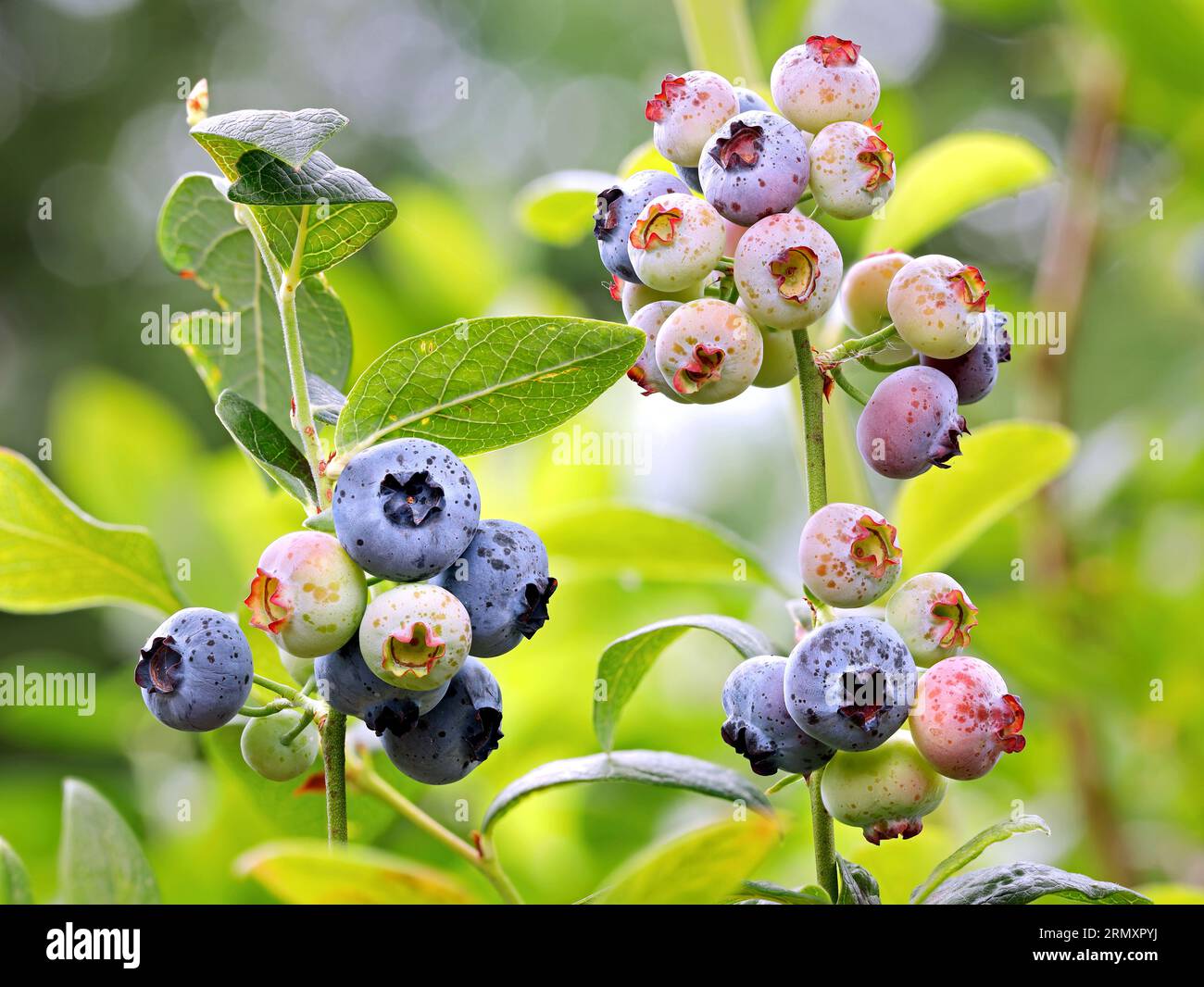 Primo piano di frutti di mirtillo maturi e maturi su un ramo, mirtilli freschi sani di varia maturazione alla luce del sole Foto Stock