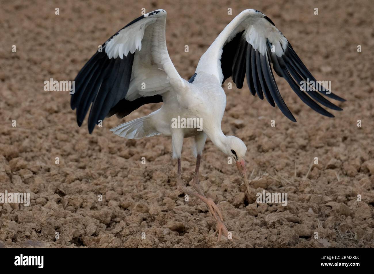 Schnaditz, Germania. 30 agosto 2023. Una cicogna bianca (Ciconia ciconia) cerca cibo in un campo appena arato nel nord della Sassonia. Dopo la raccolta, i campi forniscono una tavola riccamente posato per molti uccelli - topi, insetti e vermi sono facili da trovare. Credito: Sebastian Willnow/dpa/Alamy Live News Foto Stock