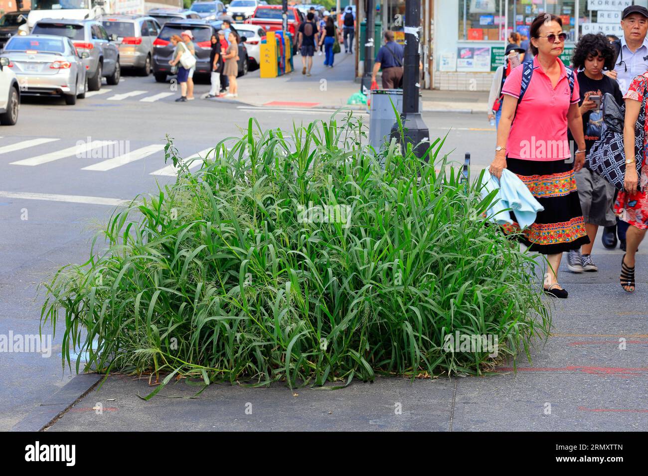 Una grande porzione di Quackgrass, o Couch Grass, Elymus repens (Agropyron repens) che cresce in un pozzo di marciapiede a Flushing, Queens, New York City. Foto Stock