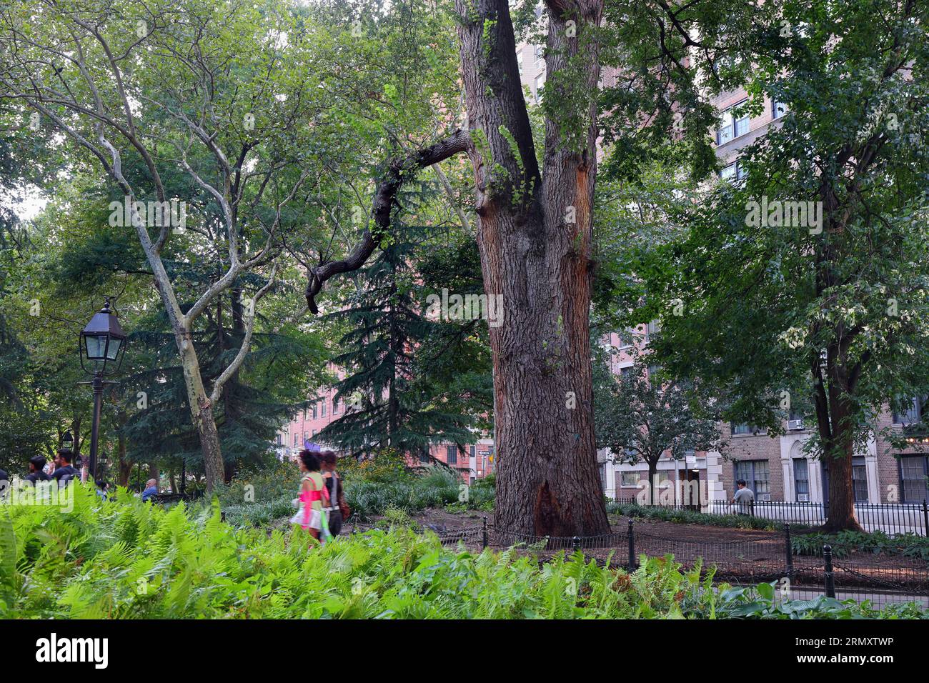 Un Elm inglese (Ulmus procera) soprannominato Hangman's Elm a Washington Square Park, New York City. Uno degli alberi più antichi di Manhattan. Foto Stock