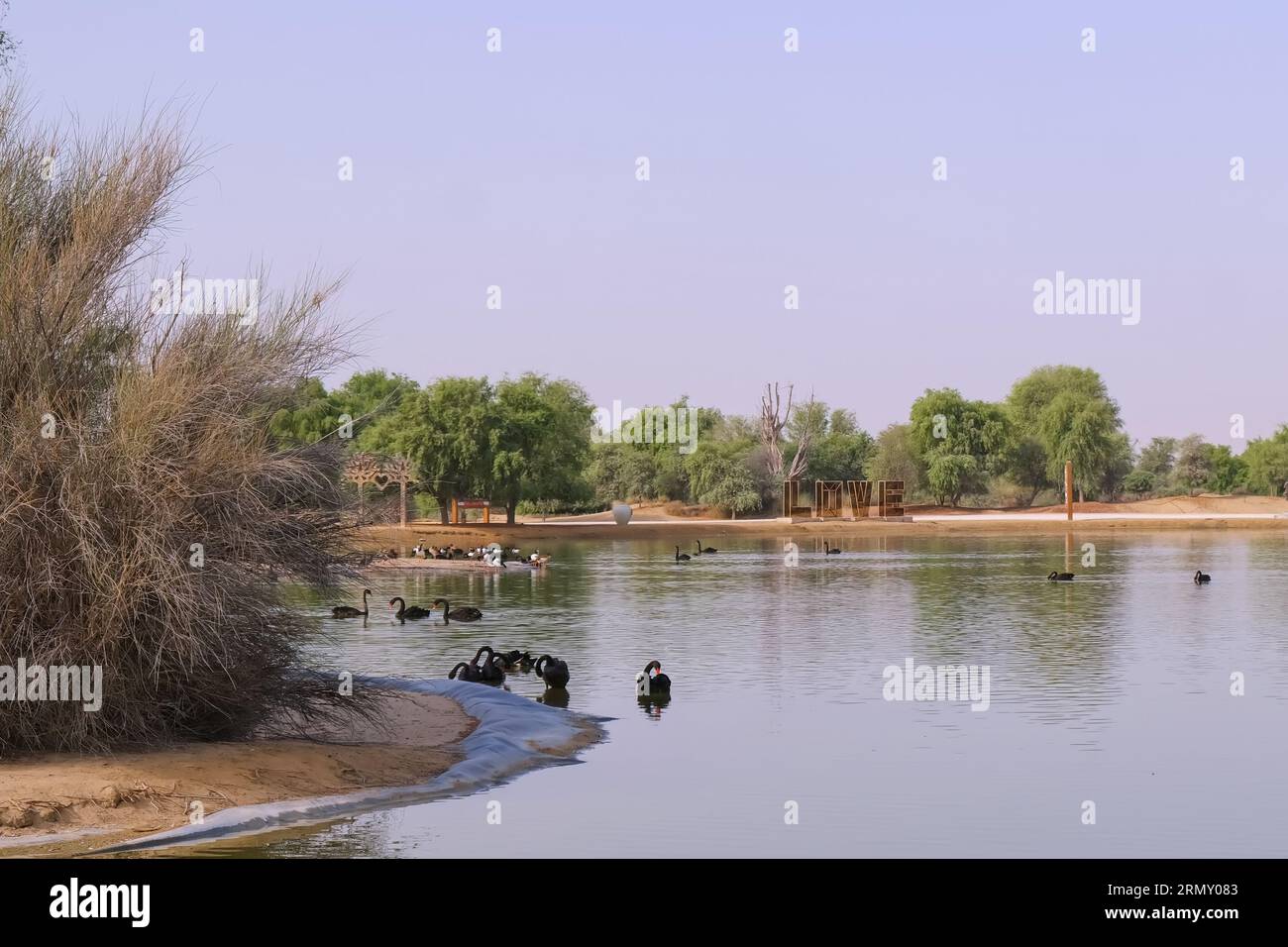 Vista del lago artificiale con cigni neri e firma LOVE ai laghi di al Qudra nella riserva naturale al Marmoom Desert Conservation Reserve. Foto Stock