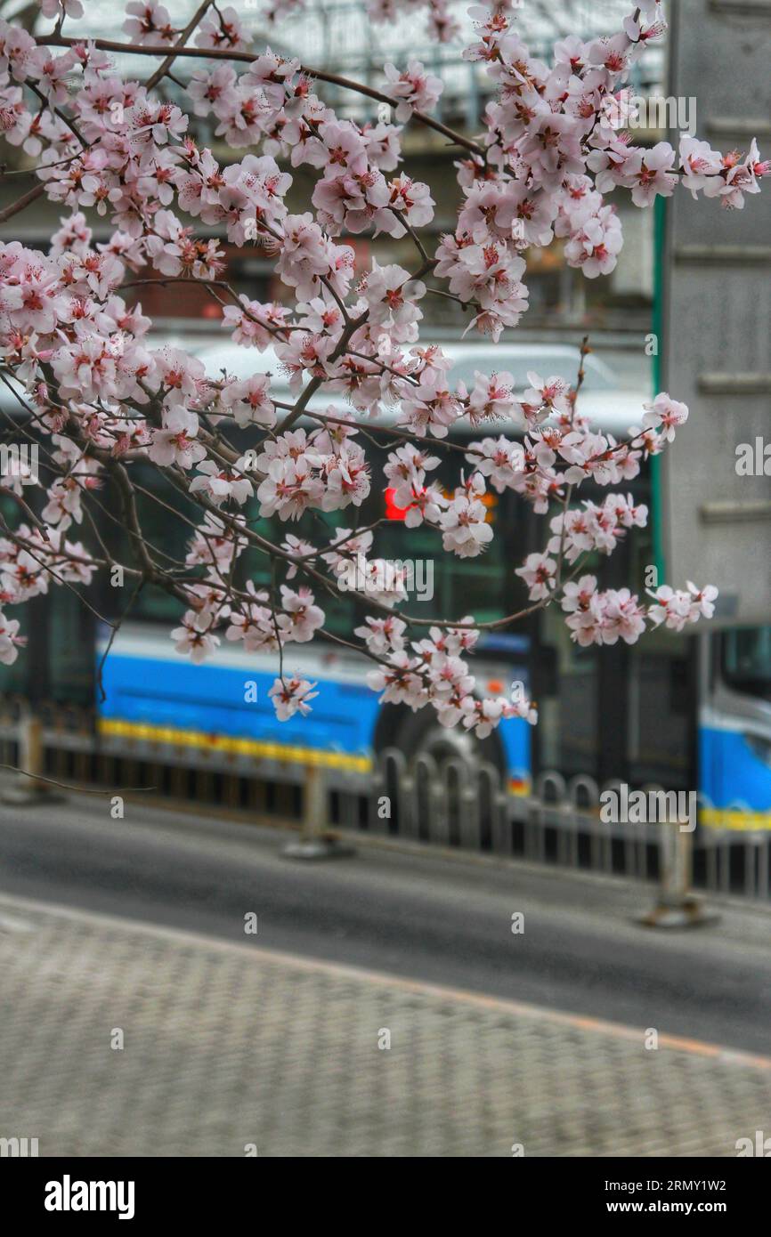 Catturando la bellezza di piccoli fiori bianchi adornati con delicati nuclei rosa, uno studio sulla grazia e la sottigliezza della natura Foto Stock