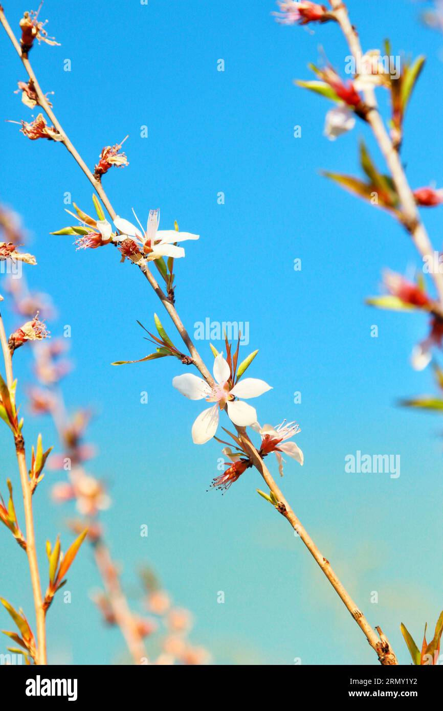 Catturando la bellezza di piccoli fiori bianchi adornati con delicati nuclei rosa, uno studio sulla grazia e la sottigliezza della natura Foto Stock