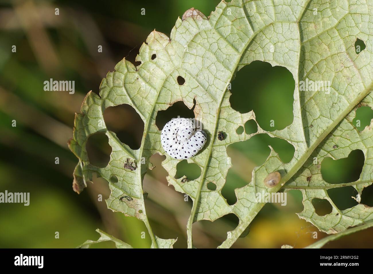 Larva Figwort Sawfly (tenthredo scrophulariae), famiglia delle seghe comuni (Tenthredinidae) sul lato inferiore di una foglia danneggiata di ficwort comune Foto Stock