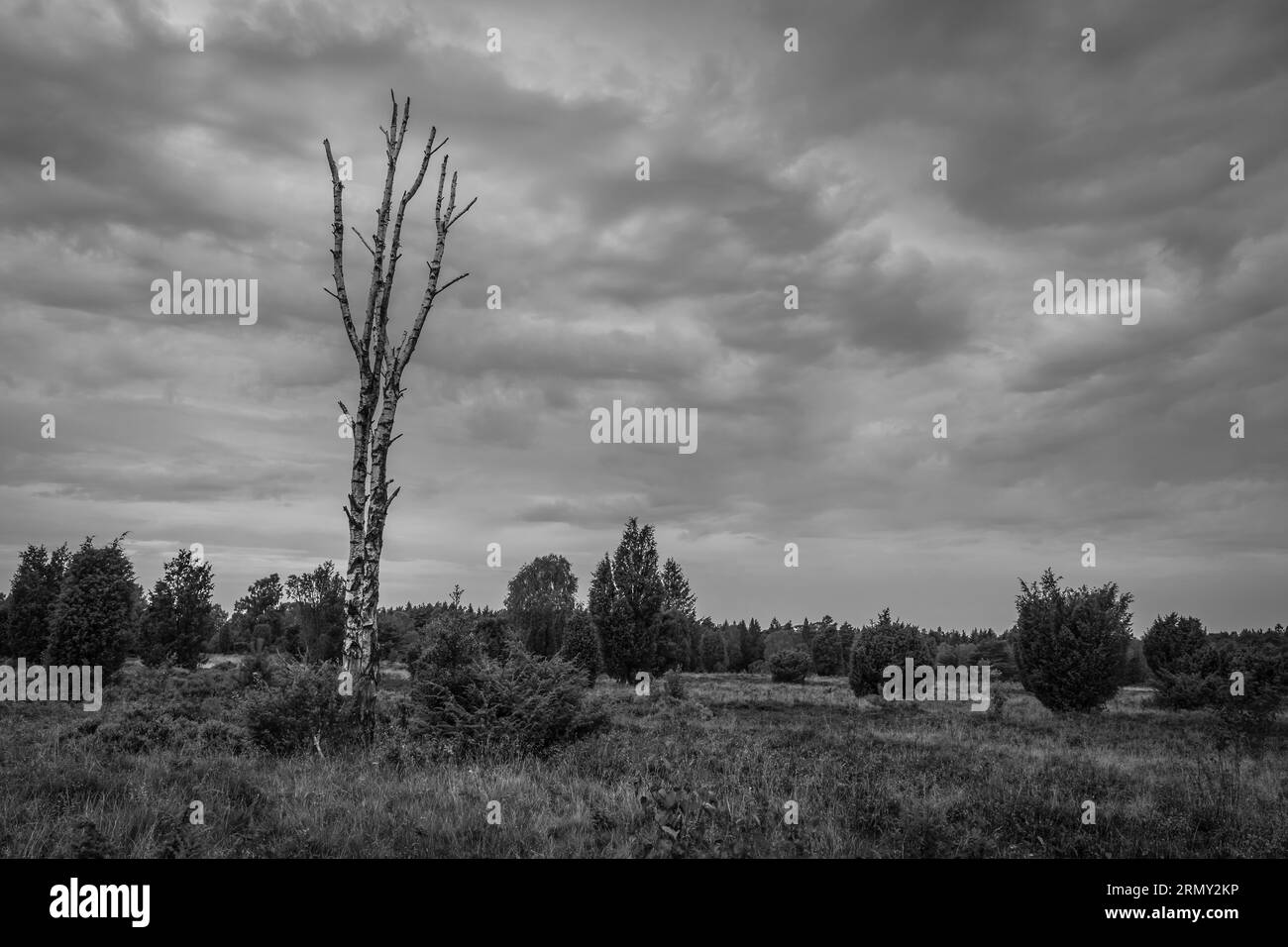 Paesaggio di Erica vicino a Wilsede nel nord della Germania. Foto Stock