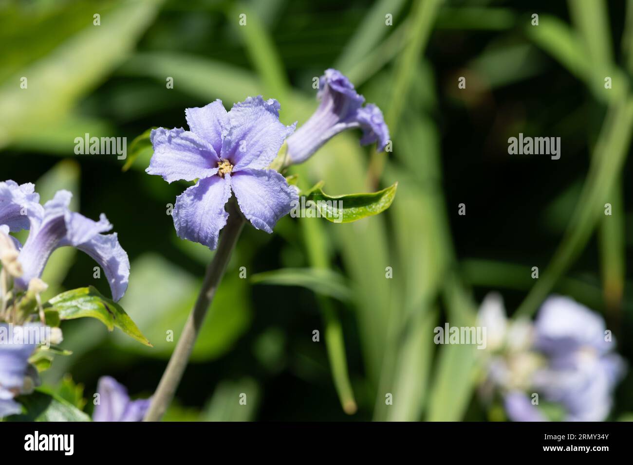 Primo piano dei fiori di clematis (clematis heracleifolia) in fiore Foto Stock