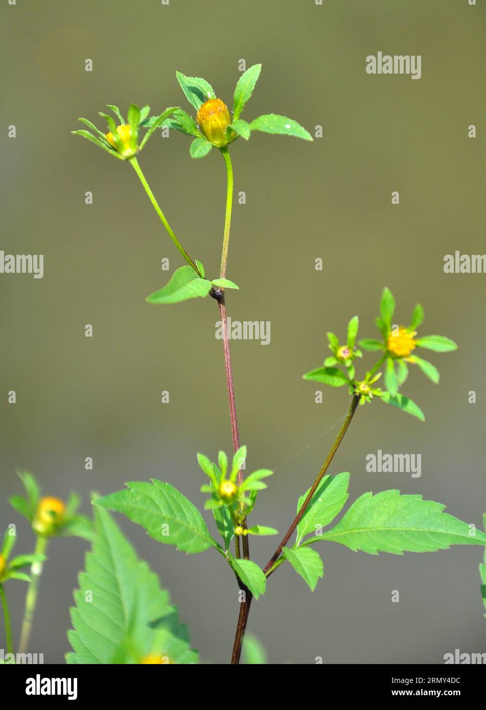 Nell'erba selvaggia fiorita bur mendicante zecche (Bidens tripartita) Foto Stock