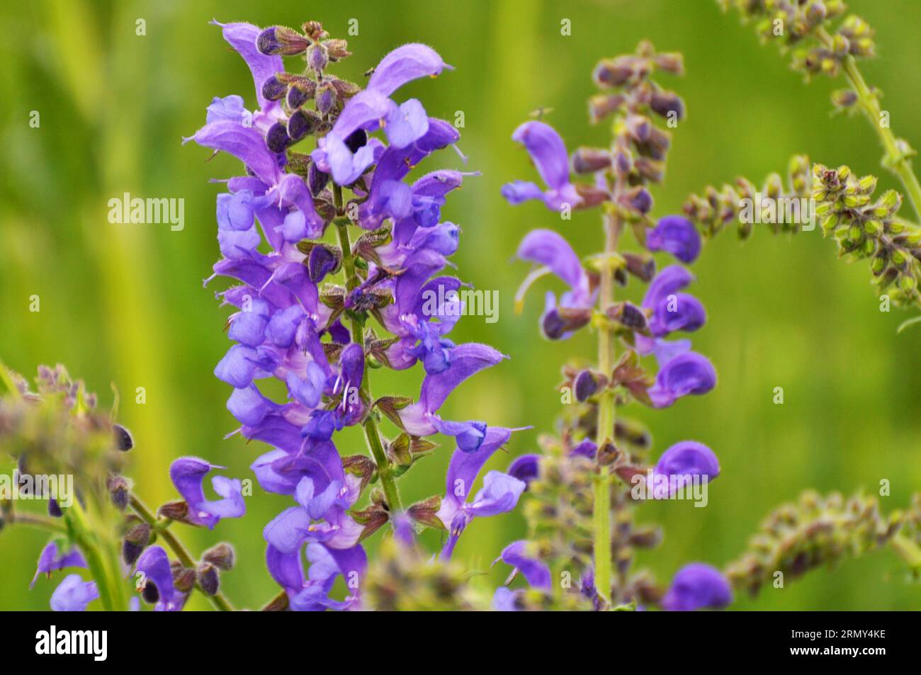 Salvia pratensis (salvia pratensis) fiorisce tra le erbe selvatiche Foto Stock