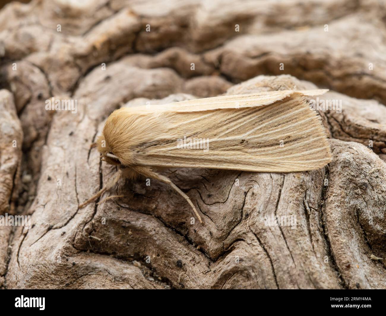 Mythimna pallens, la comune falena di wainscot, che poggia su un ceppo di alberi marciscono. Foto Stock