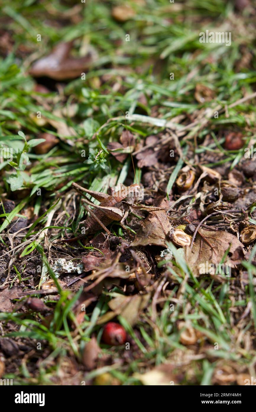 Dark bush-cricket (Pholidoptera griseoaptera) Foto Stock