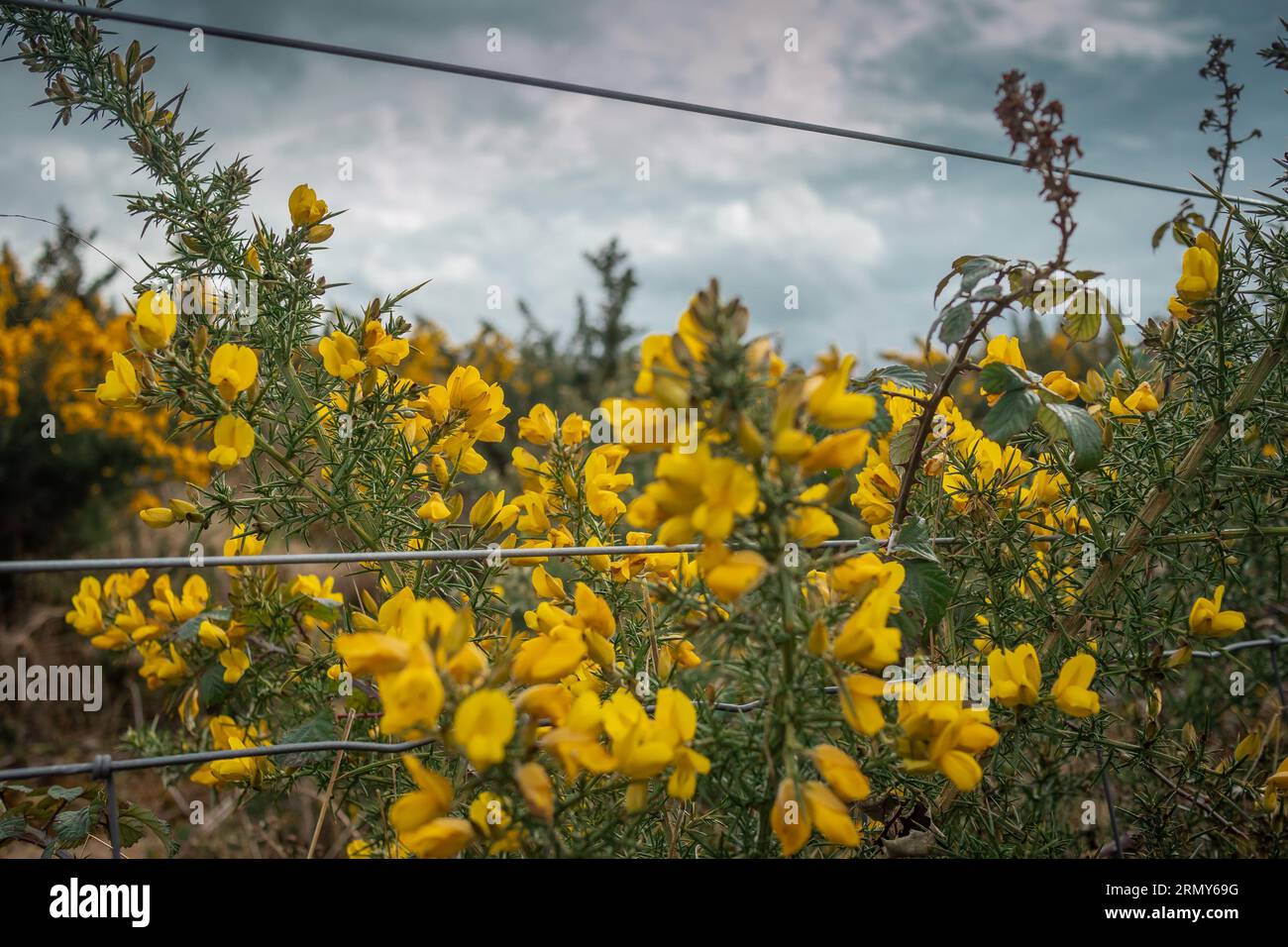 Gorse comuni, un tipico fiore irlandese o cespuglio che cresce in ogni parte dell'isola, qui visto dietro una recinzione in una giornata nuvolosa. Foto Stock