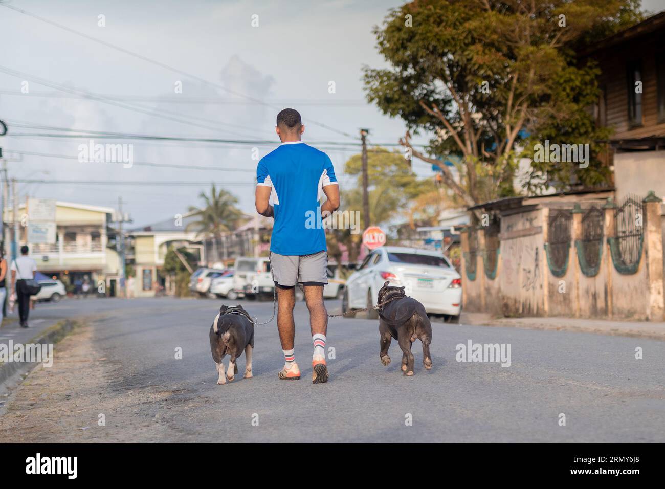 Sul retro di un uomo che cammina per strada due cani viziosi nella città di Bocas del Toro a Panama in una calda giornata estiva. Foto Stock