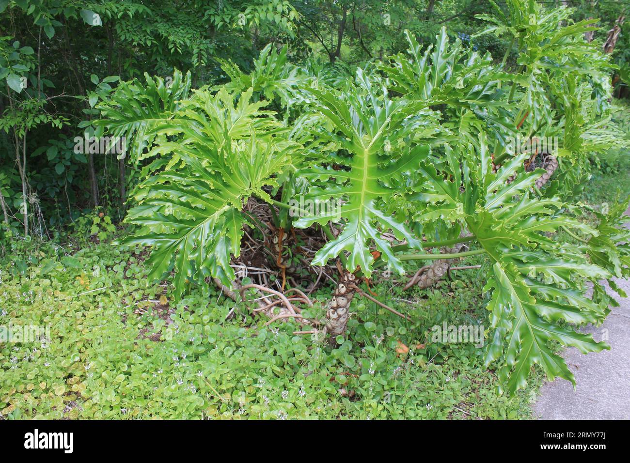 Cavolo Fern di palma: Felce con grandi foglie lucide Foto Stock