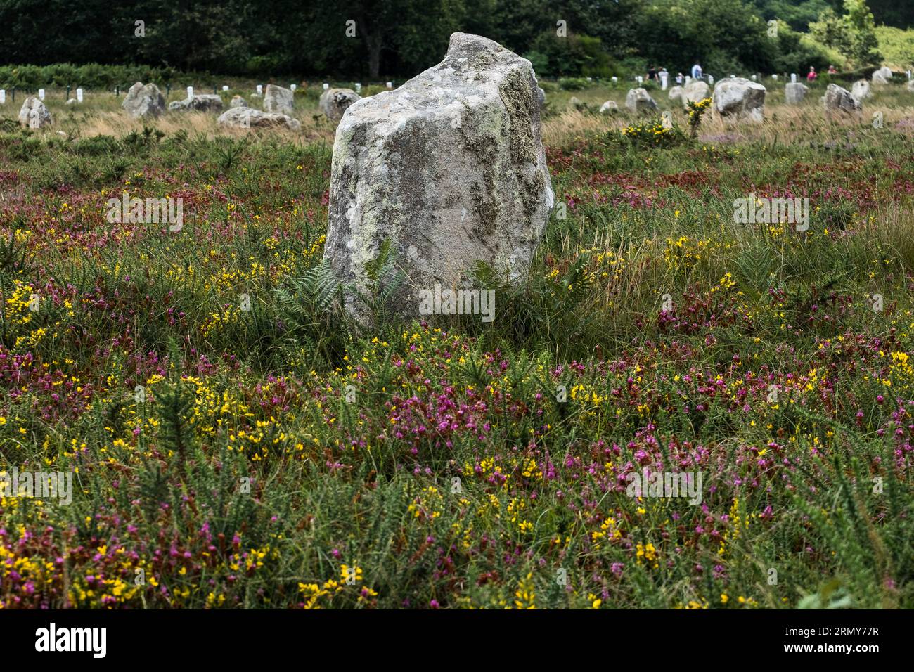 Una vista delle pietre di Carnac, a Carnac, Bretagna, Francia Foto Stock