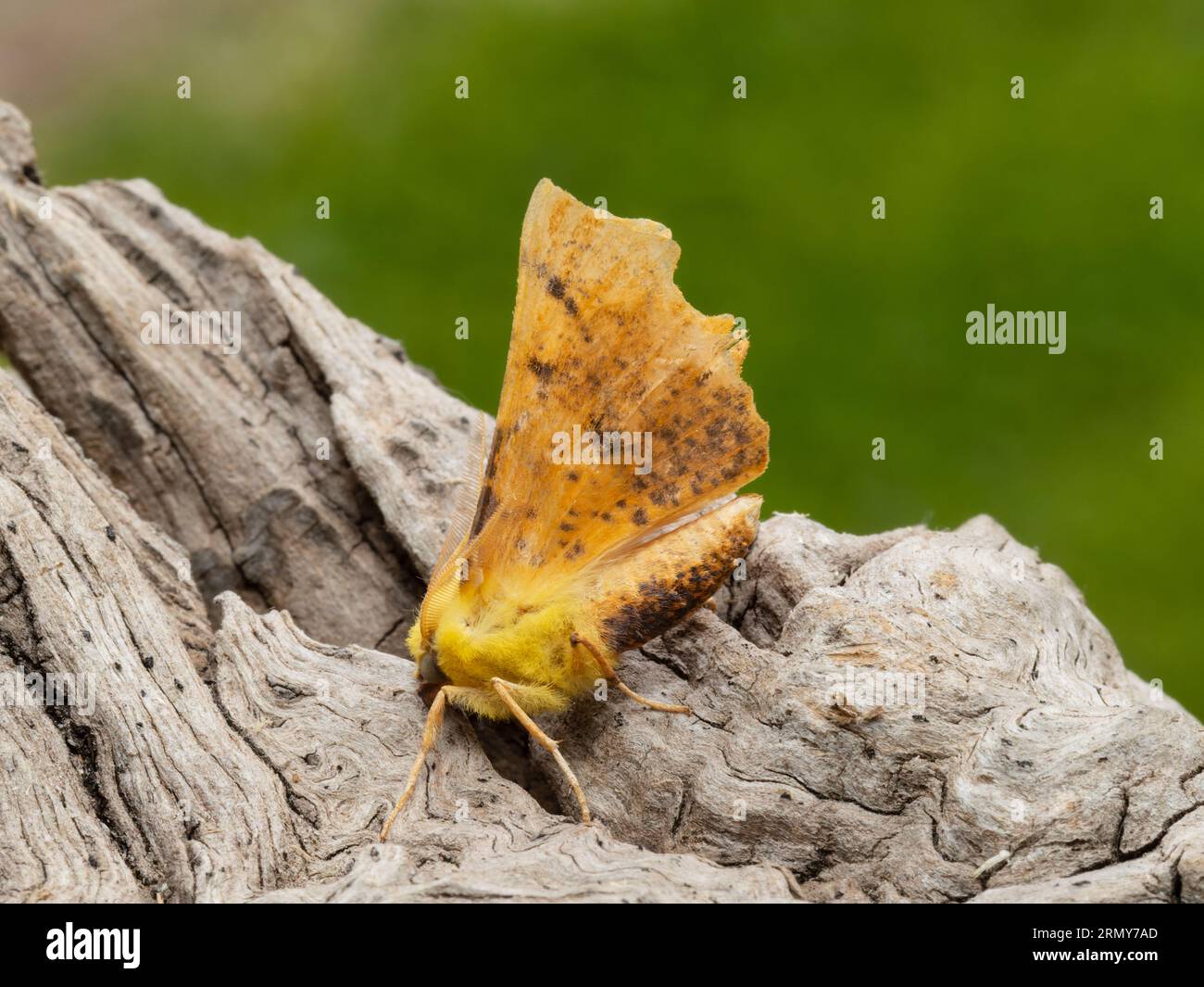 Ennomos alniaria, la falena della spina con le spalle di canarino, che poggia su un ceppo di alberi marciscono. Foto Stock