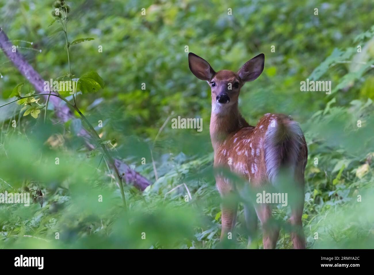 Cervi dalla coda bianca in estate Foto Stock