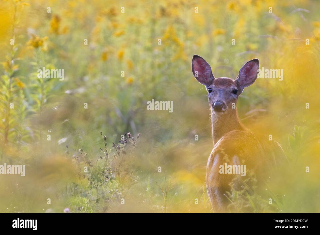 Cervi dalla coda bianca in estate Foto Stock
