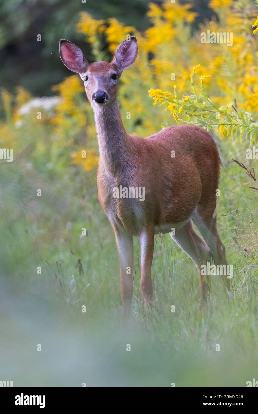 Cervi dalla coda bianca in estate Foto Stock