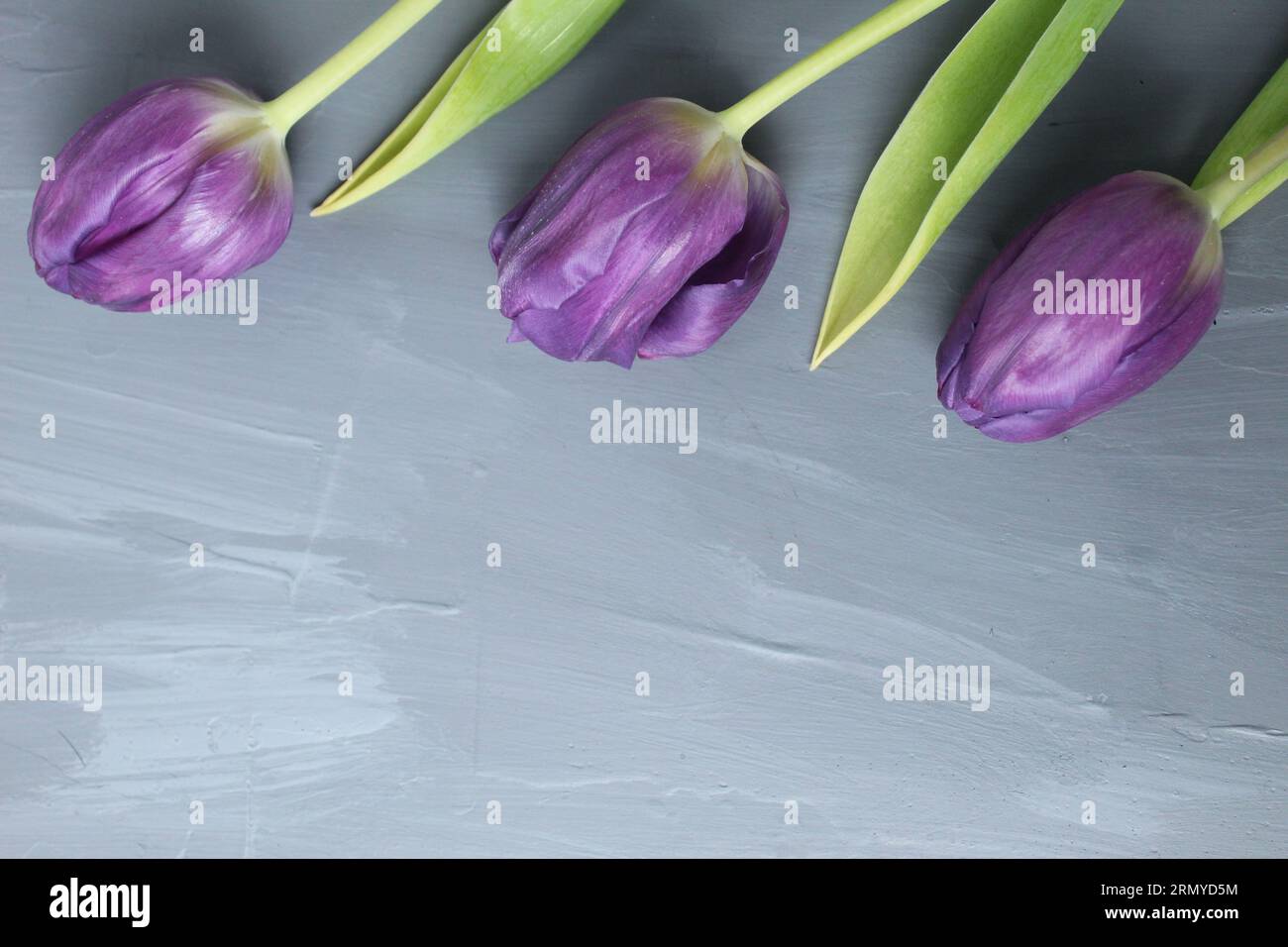 Sfondo floreale dei tulipani. Tulipani viola su uno sfondo grigio con spazio per il testo mockup del copyspace. Modello di fioritura primaverile per biglietti di auguri anno Foto Stock