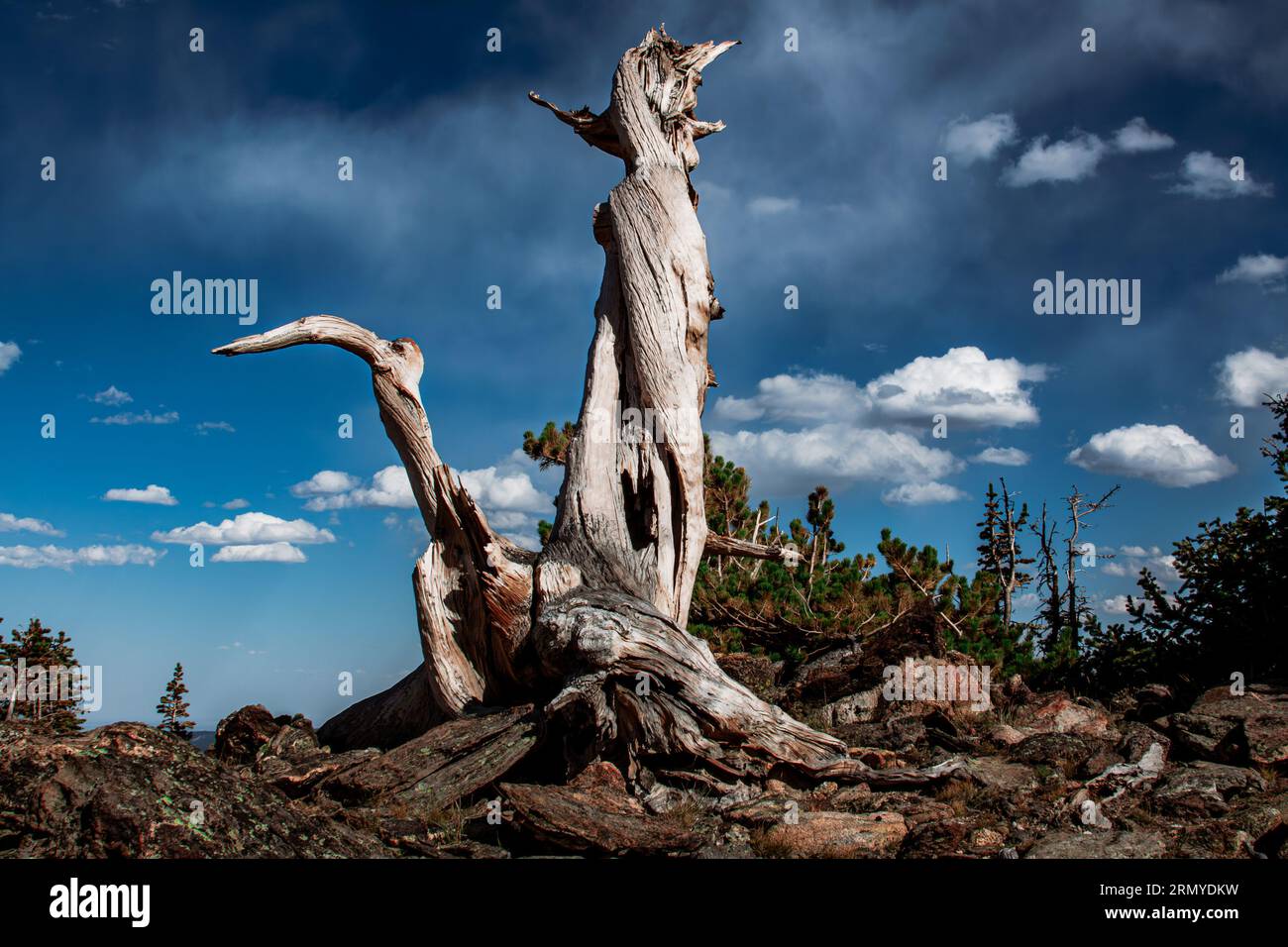 Remenants of a Bristle cone Pine nel Rocky Mountain National Park, Colorado USA Foto Stock