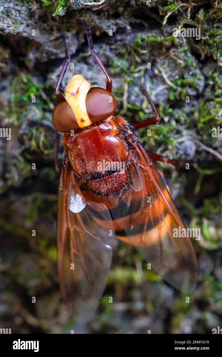 Hornet hoverfly, anche Hornet mimic hoverfly (Volucella zonaria) o girdle hoverfly. Foto Stock Hornet hoverfly, anche Hornet mimic hoverfly (Volucella zonaria) o girdle hoverfly. Foto Stock