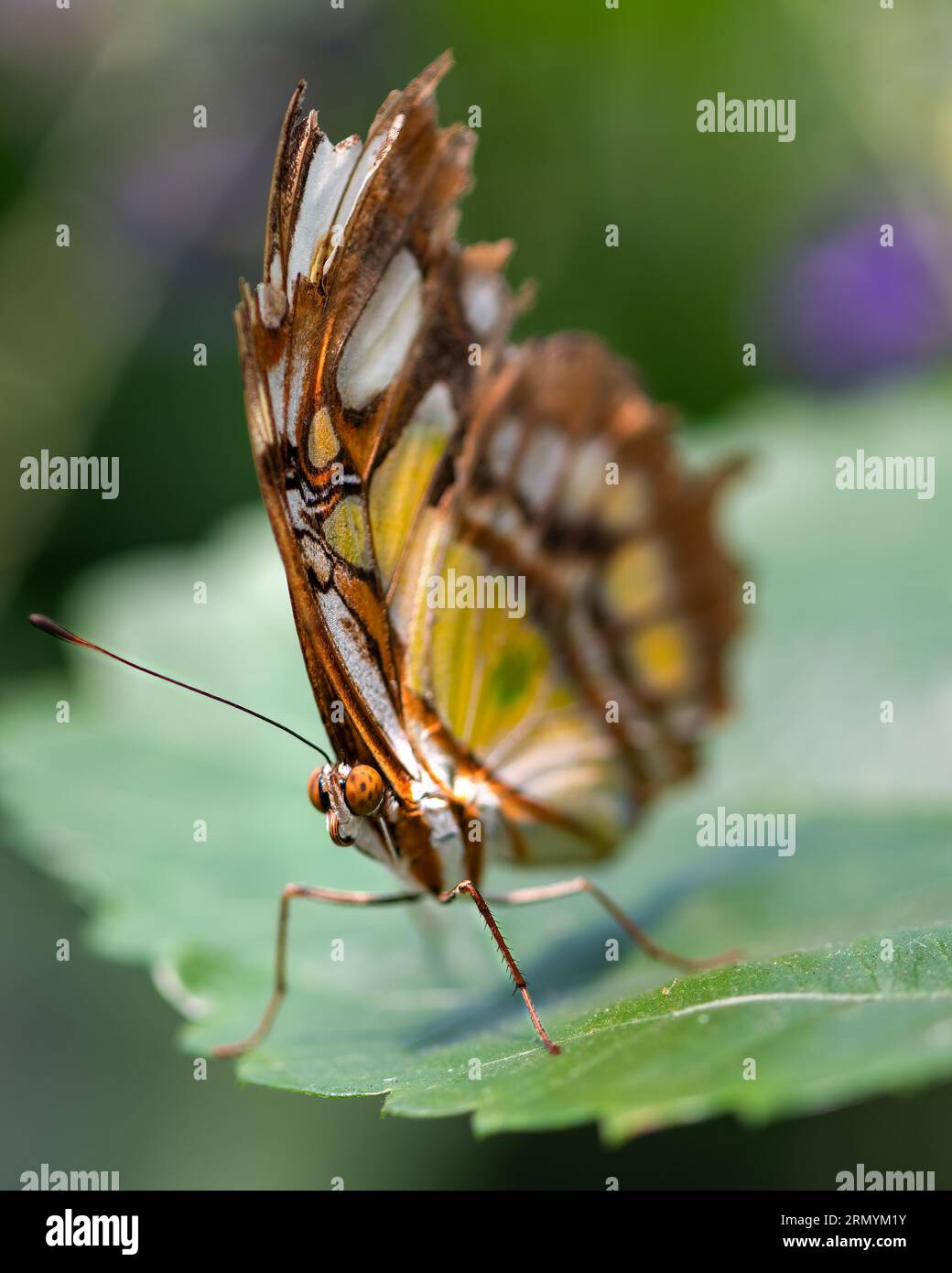 Primo piano della farfalla Rhopalocera marrone nera e gialla appollaiata su una foglia con dettagli raffinati Foto Stock