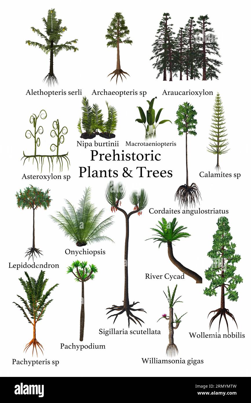 Piante preistoriche e alberi - Una collezione di piante, alberi e felci vissuti durante i periodi preistorici della storia della Terra. Foto Stock