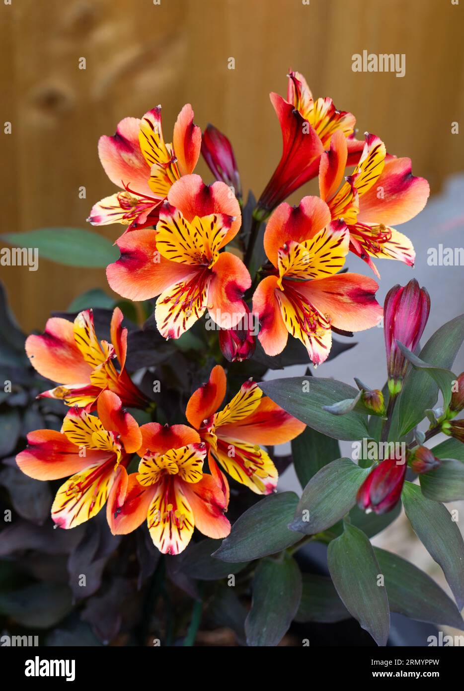 Fiori del giardino Foto Stock