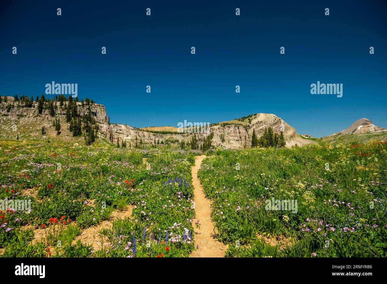 I fiori selvatici fiancheggiano il Teton Crest Trail in estate Foto Stock