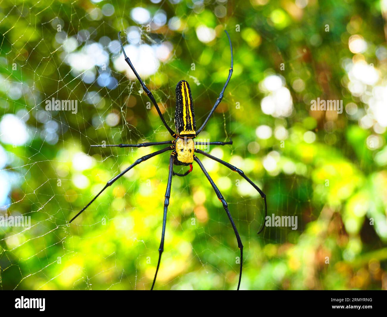 Spider, Sud Est Asiatico Foto Stock