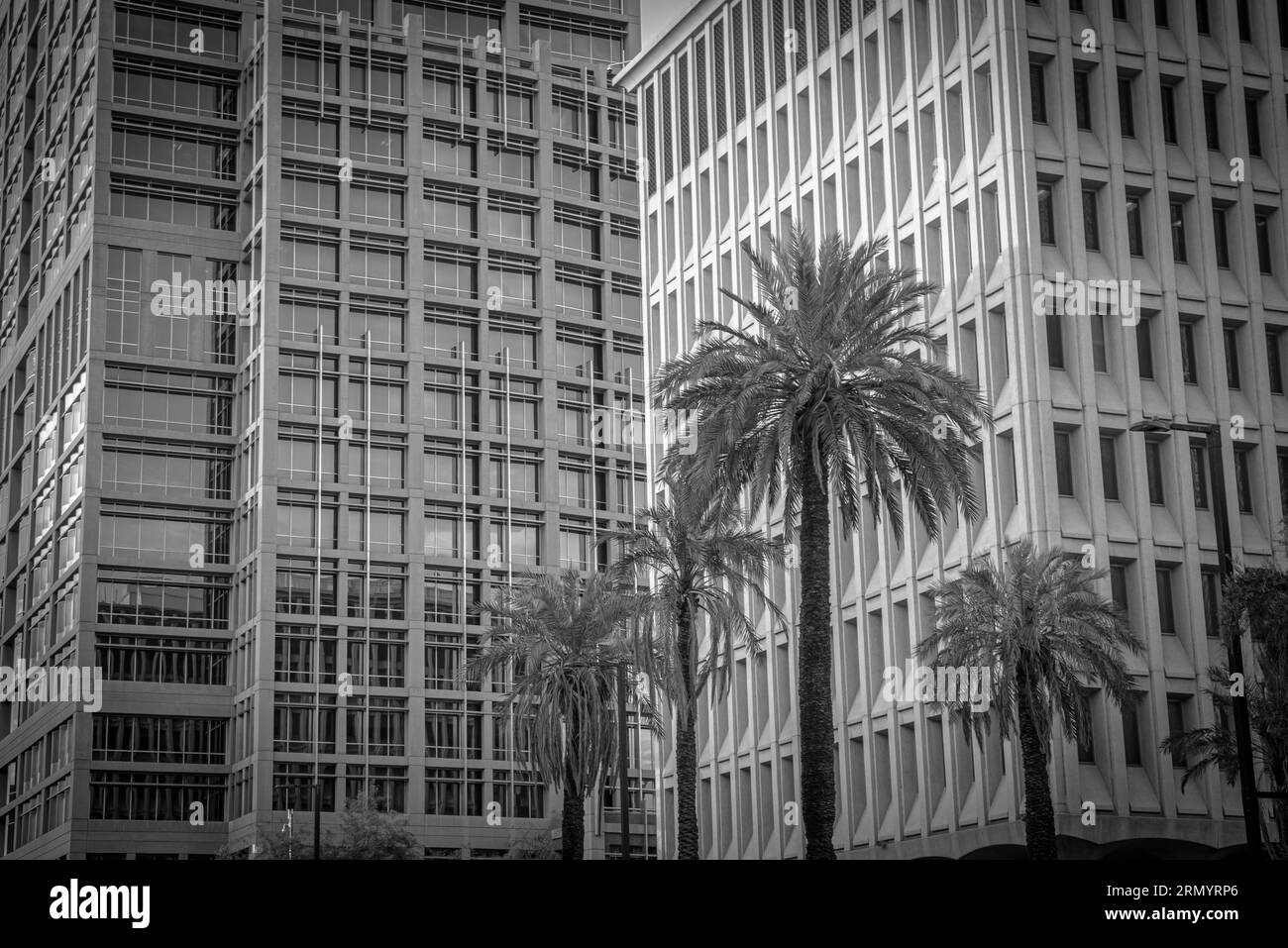 Alberi di palme da grattacieli Foto Stock