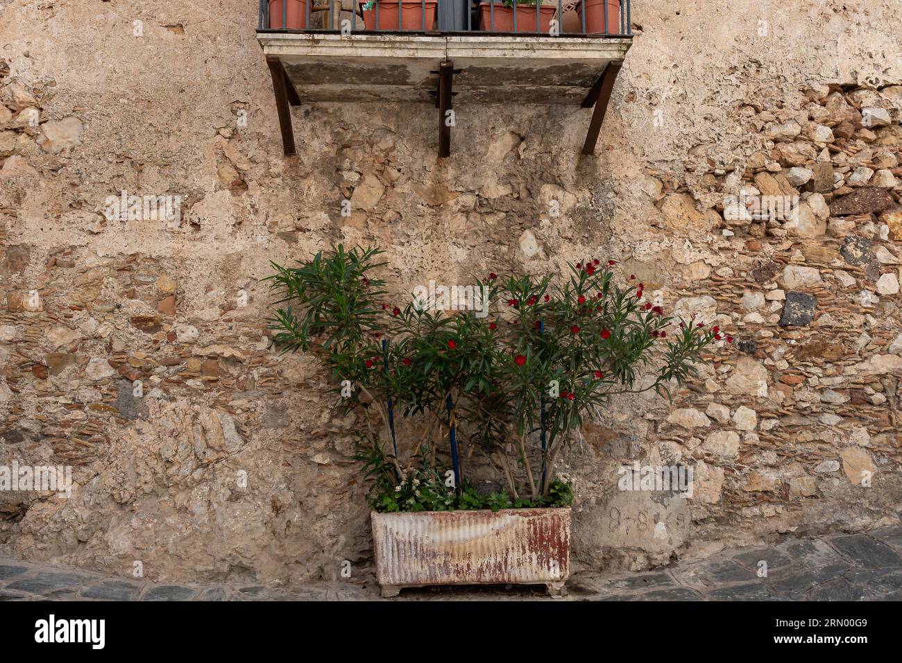 Vecchio muro di pietra con intonaco di pelatura. Pianta fiorita in vaso contro il muro Foto Stock
