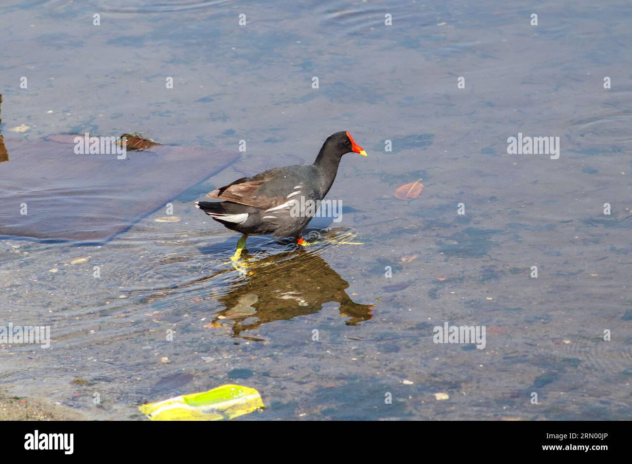 Uccelli acquatici GALLINULA GALEATA all'aperto nella laguna Rodrigo de Freitas di Rio de Janeiro. Foto Stock
