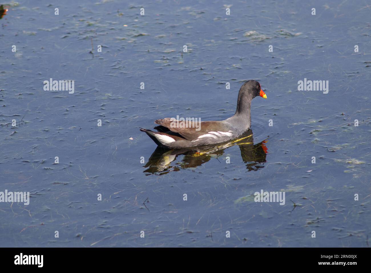Uccelli acquatici GALLINULA GALEATA all'aperto nella laguna Rodrigo de Freitas di Rio de Janeiro. Foto Stock