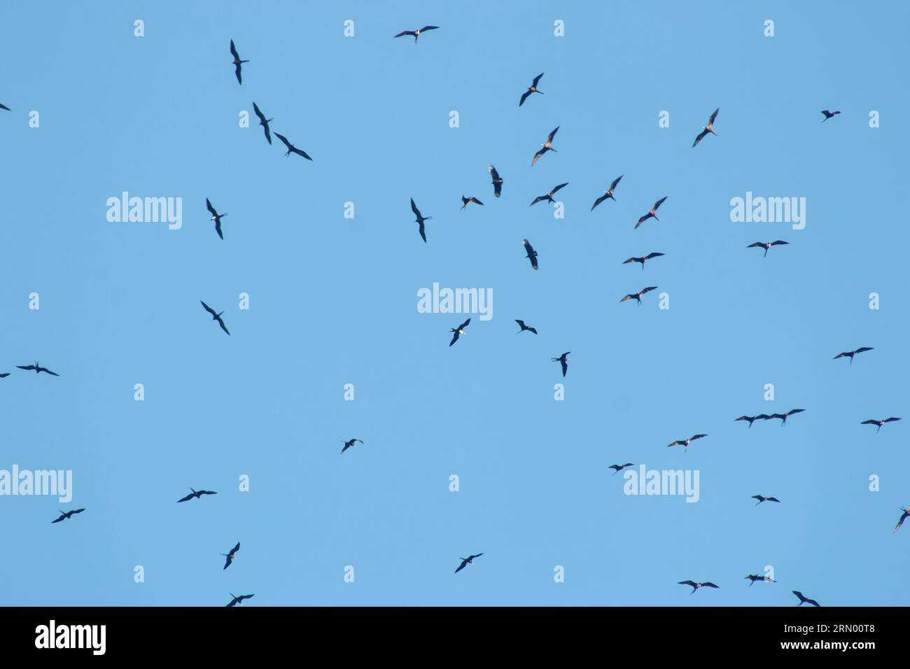 Fregate uccelli nel cielo blu di Rio de Janeiro in Brasile. Foto Stock