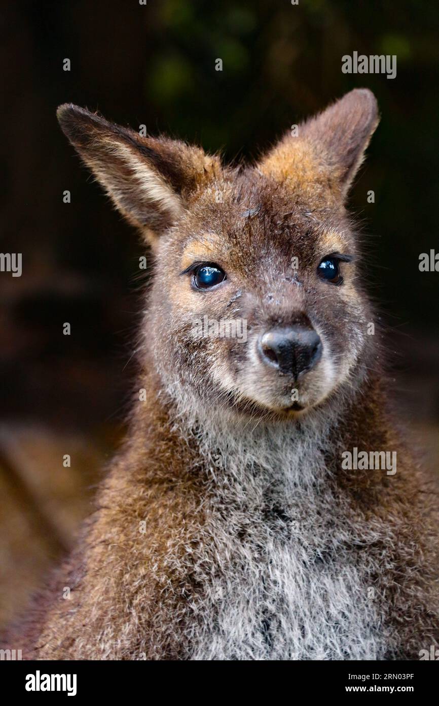 Wallaby dal collo rosso che guarda la fotocamera | Cataract Gorge, Tasmania. Foto Stock
