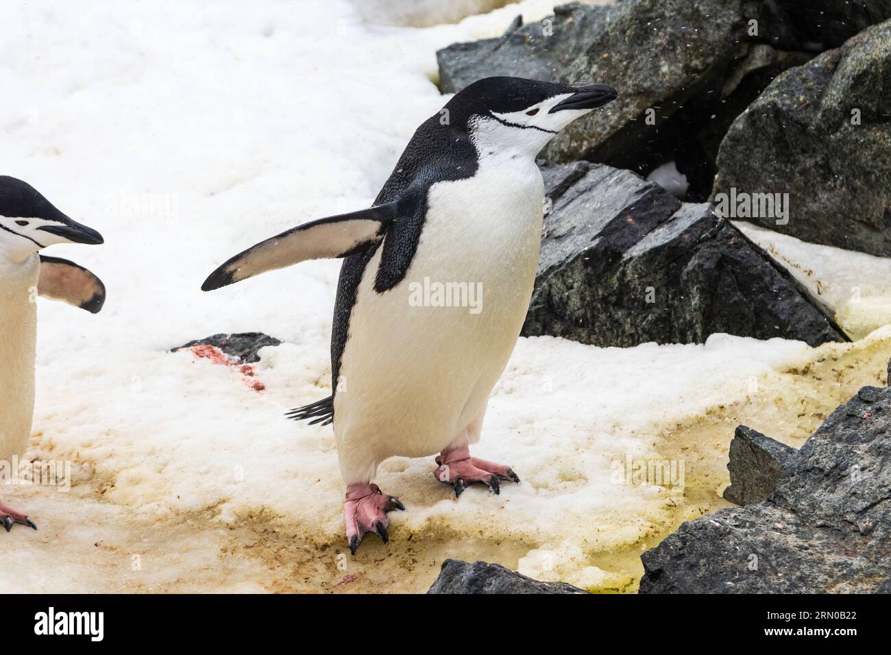 Primo piano del pinguino Chinstrap (Pygoscelis antarcticus) in piedi su rocce e neve. Spandimento delle pinne. Sulla Penisola Antartica. Foto Stock