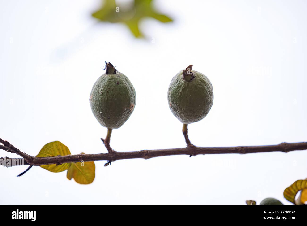 Piccole guavas frutto della specie Psidium guajava Foto Stock