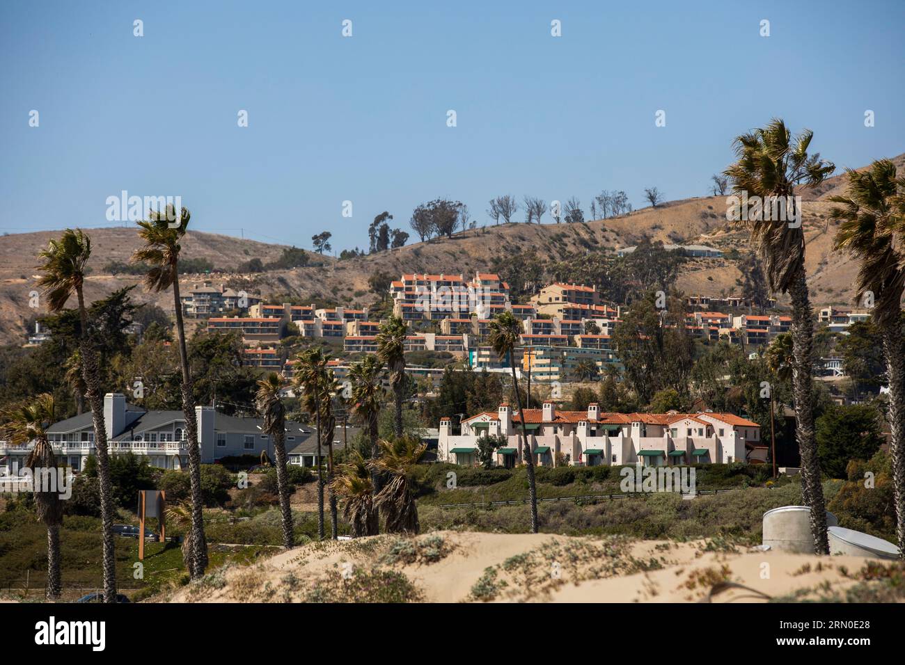 Il sole pomeridiano splende sulle splendide palme di Ventura Beach, nel centro di Ventura, California, USA. Foto Stock