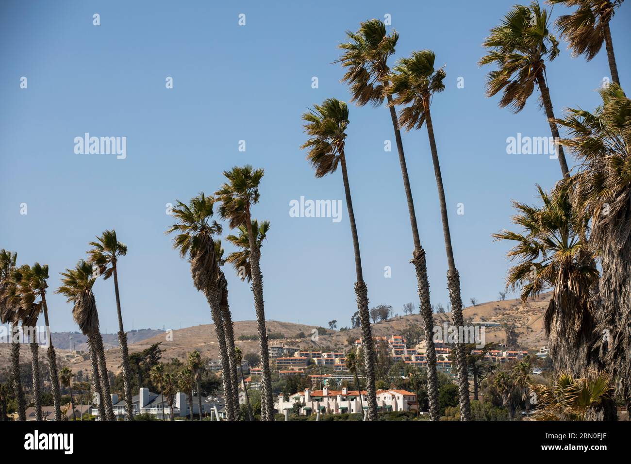 Il sole pomeridiano splende sulle splendide palme di Ventura Beach, nel centro di Ventura, California, USA. Foto Stock