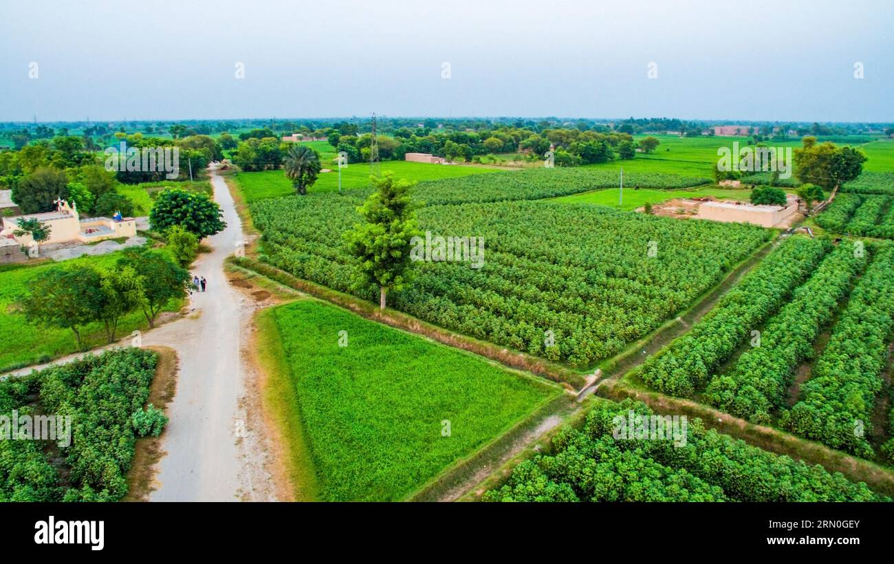 Vista aerea dei campi di cotone e riso nel Punjab Foto Stock