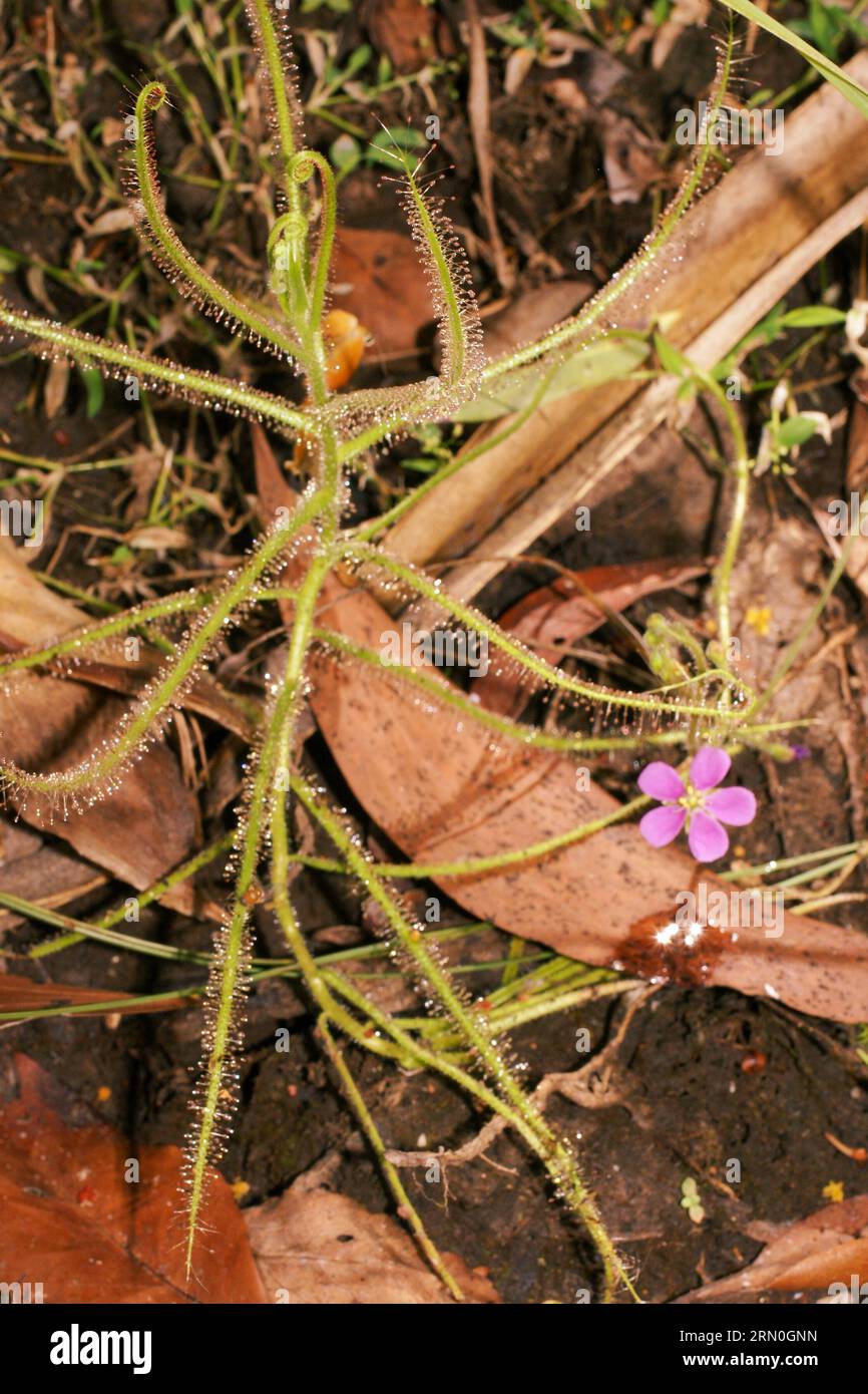 Pianta fiorita di Drosera aquatica, una rugiada carnivora del complesso di Arachnopus, in habitat naturale, territorio del Nord, Australia Foto Stock