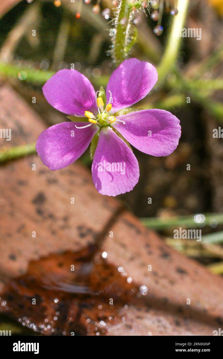 Fiore rosa di Drosera aquatica, una rugiada carnivora del complesso Arachnopus, in habitat naturale, territorio del Nord, Australia Foto Stock