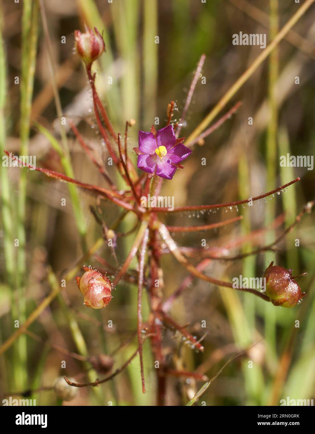 Pianta da fiore della pianta carnivora dell'arcobaleno Byblis aquatica, in habitat naturale, Northern Territory, Australia Foto Stock