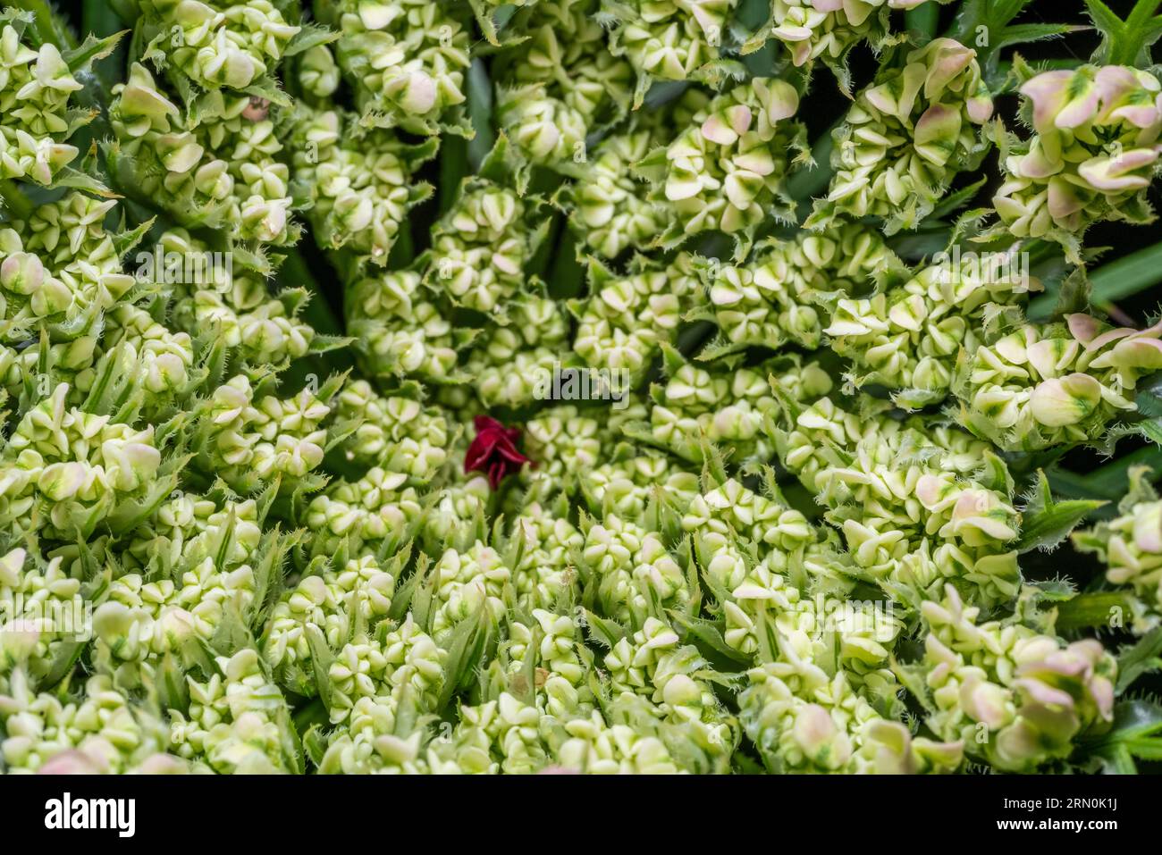 Primo piano a frame pieno di una fioritura selvatica di carote Foto Stock